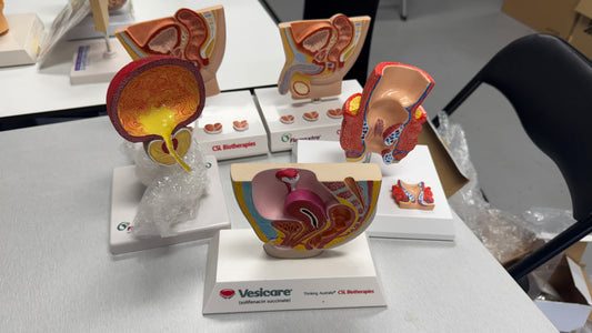 Reproductive System - Educational Models
