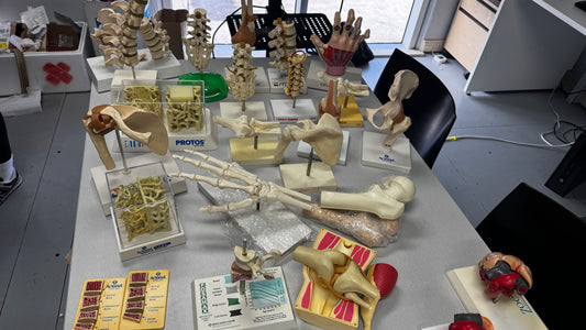Bones - Educational Models