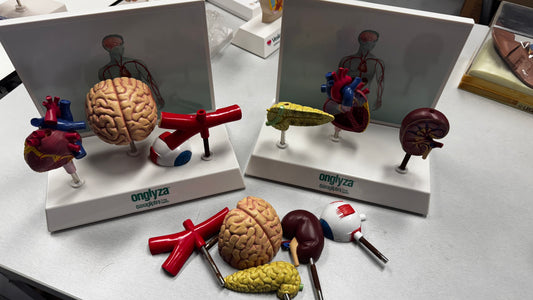 Various Combos - Educational Models