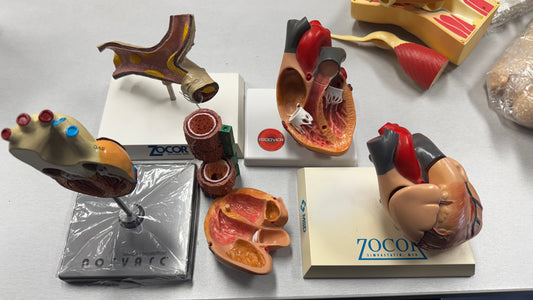 Heart - Educational Models