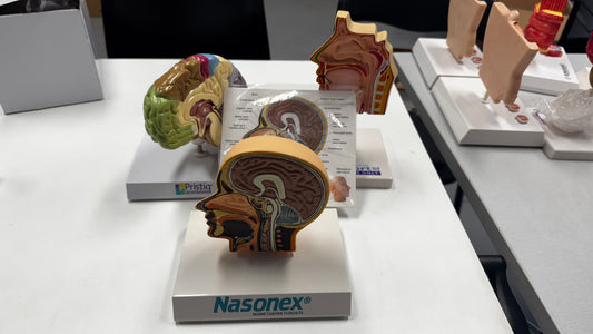 Brain/Nasal - Educational Models